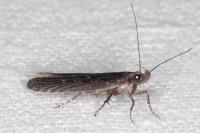 Neofaculta ericetella