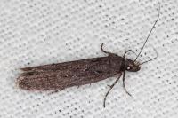 Neofaculta ericetella