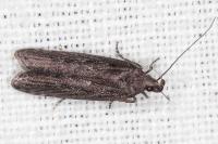 Neofaculta ericetella
