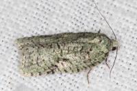 Acleris literana