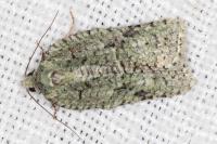 Acleris literana