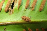 Psychoides verhuella