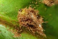 Psychoides verhuella