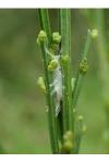 Agonopterix assimilella