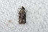 Cnephasia