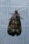 Endothenia pullana
