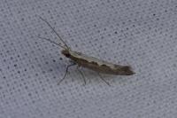 Plutella xylostella
