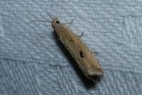Bactra lancealana