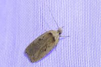 Agonopterix yeatiana