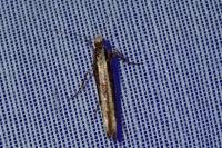Ypsolopha ustella