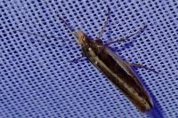 Ypsolopha ustella