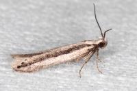 Mirificarma interrupta