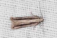 Mirificarma interrupta