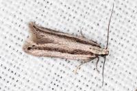 Mirificarma interrupta