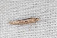 Plutella xylostella