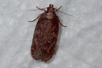 Depressaria albipunctella