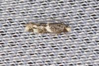 Elachista stabilella