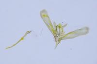 Elachista stabilella