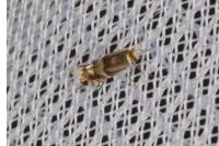 Phyllonorycter alnivorella