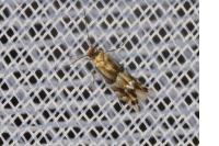 Phyllonorycter alnivorella