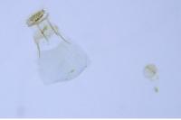 Phyllonorycter alnivorella
