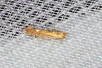 Phyllonorycter quercifoliella