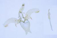 Phyllonorycter quercifoliella