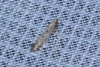 Parornix anglicella