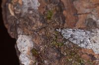 Diurnea fagella