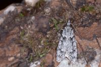 Diurnea fagella