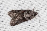 Tortricodes alternella