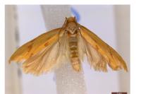 Clepsis pallidana
