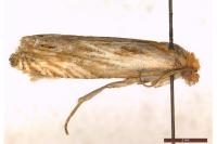 Eucosma cana