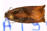 Archips podana