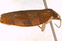 Pandemis heparana