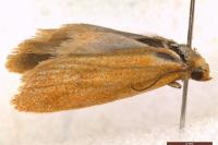 Cnephasia longana