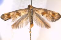 Epermenia insecurella