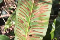 Psychoides verhuella
