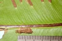 Psychoides verhuella