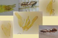 Phyllonorycter mespilella