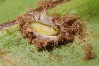 Psychoides verhuella