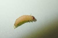 Psychoides verhuella