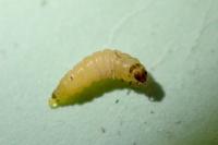 Psychoides verhuella