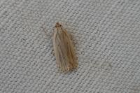 Agonopterix umbellana