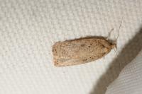 Agonopterix scopariella