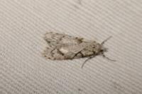 Diurnea fagella