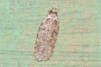 Agonopterix ciliella/heracliana