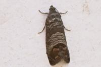 Cydia pomonella