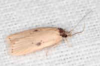 Agonopterix subpropinquella