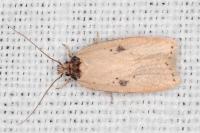 Agonopterix subpropinquella